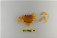 藏品(太魯閣澤蟹)的圖片